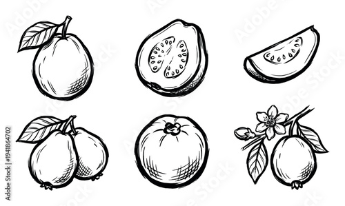 Hand-drawn black ink guava fruit illustrations depict whole, halved, and sliced tropical produce, alongside a branch with leaves and delicate blossoms, rendered in a rustic sketch style