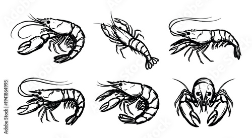 Six hand-drawn black and white shrimp and crayfish illustrations depict various poses and intricate details in a dynamic, expressive ink sketch style