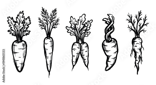 Five hand-drawn black and white carrots with leafy green tops are depicted in a rustic, organic sketch style, showcasing various natural shapes and textures
