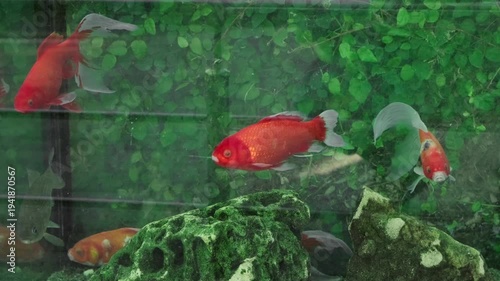 red fish swimming in aquarium, slow motion
