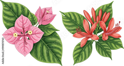 Tropical flowers with green leaves vector illustration, pink and red exotic blossoms botanical clipart, detailed floral elements isolated for nature design