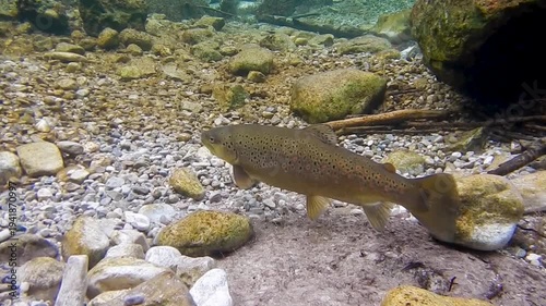 Mehrere Bachforellen schwimmen im glasklaren Wasser der Isar am Laichplatz in Vorbereitung zur Eiablage