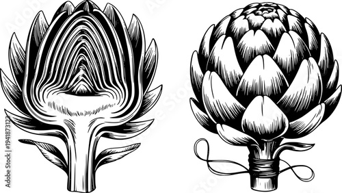 Detailed black and white ink of whole and halved artichokes a white background vegetable
