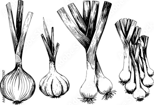 Hand Drawn Black And White Of Various Onions And Leeks With Transparent Background