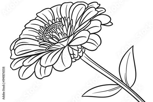 coloring page line art the zinnia flower black vector