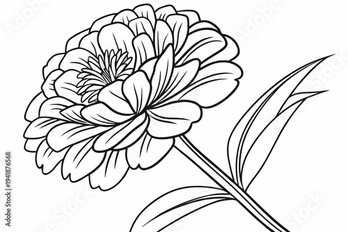 coloring page line art the zinnia flower black vector