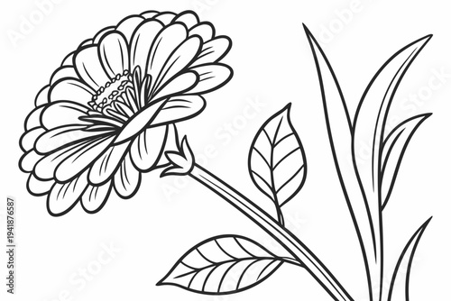 coloring page line art the zinnia flower black vector