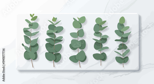 Fresh Eucalyptus Leaves Botanical Stems on Marble Tray
