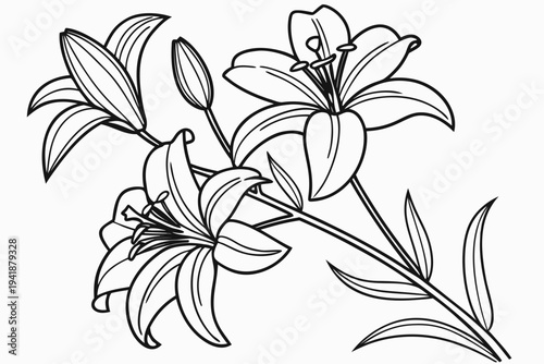 coloring page line art the tiger lily flower black vector