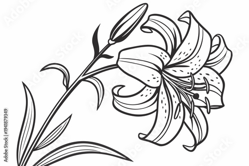coloring page line art the tiger lily flower black vector