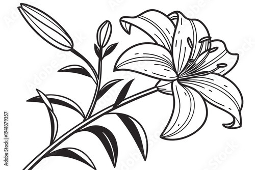 coloring page line art the tiger lily flower black vector
