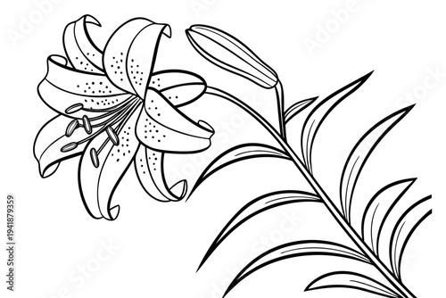coloring page line art the tiger lily flower black vector