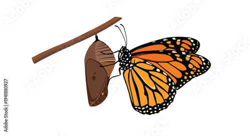A vibrant monarch butterfly with orange and black wings emerges from its brown chrysalis attached to a stick.