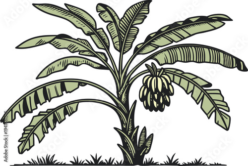 Banana Tree Tropical Plant Illustration. Banana Tree Green Tropical Plant. Banana Tree Garden Tropical Plant. Banana Tree Exotic Tropical Plant. Banana Tree Large Leaf Plant. Banana Tree Tropical Gard