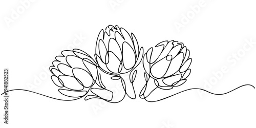 Tableau sur toile Set of 3 continuous one line drawing protea flowers vector