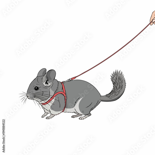 Fluffy chinchilla pet on leash held by hand, gray rodent *Chinchilla lanigera* wearing red harness. Chinchilla pet symbolizes responsible ownership and training,