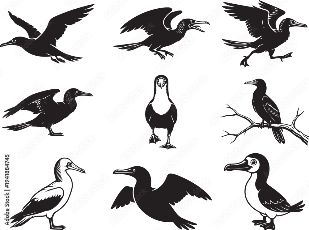 Fototapeta premium Tropical Seabird Booby Bird Silhouette
