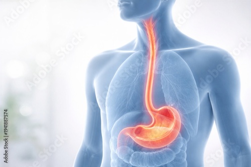 Human Esophagus Diagram with Anatomical Details