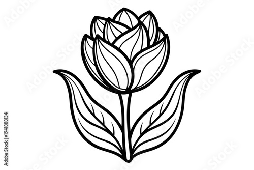 coloring page line art the tulip flower black vector