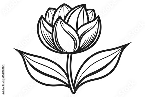 coloring page line art the tulip flower black vector