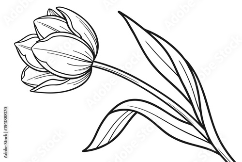 coloring page line art the tulip flower black vector