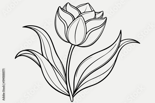 coloring page line art the tulip flower black vector