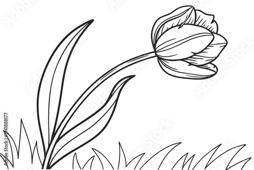 coloring page line art the tulip flower black vector