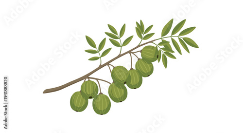A single brown branch with numerous small green leaves and eight round light green fruits is depicted against a pristine white background.
