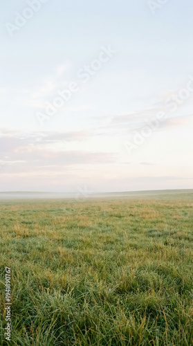 Grassy field with morning mist