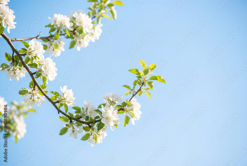 Obraz premium Blooming apple tree branch with white flowers and green leaves against a clear blue sky