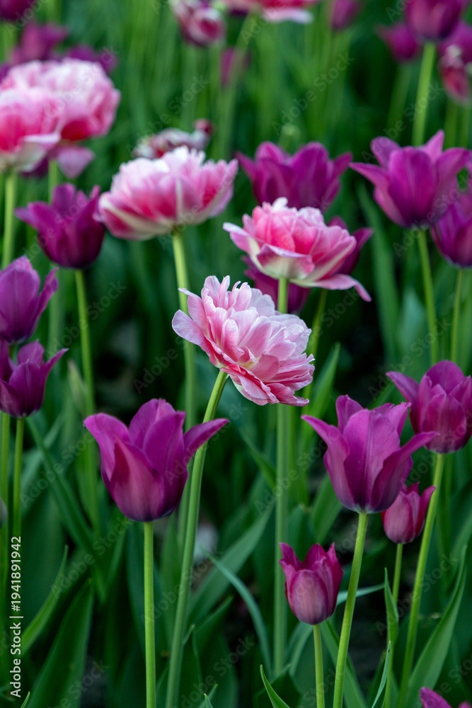 Obraz premium Tulips growing in garden. Pink and purple spring flowers blooming in park. Tulip festival in Ottawa.