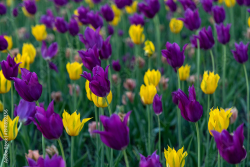Tulips in spring garden. Purple and yellow flower field in park during Tulip Festival in Ottawa, Canada.