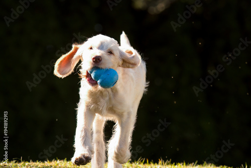 a dog, a puppy, is playing with a blue toy, a kong, in the garden at a spring day