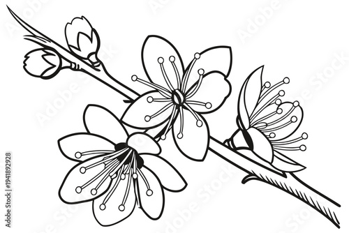 coloring page line art the witch hazel flower black vector