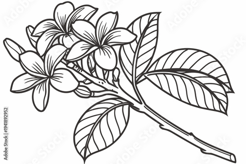 coloring page line art the witch hazel flower black vector