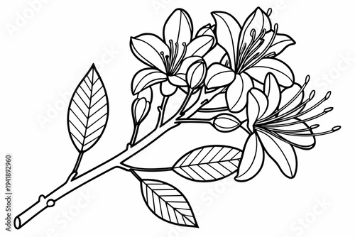 coloring page line art the witch hazel flower black vector