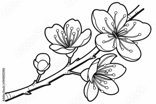coloring page line art the witch hazel flower black vector
