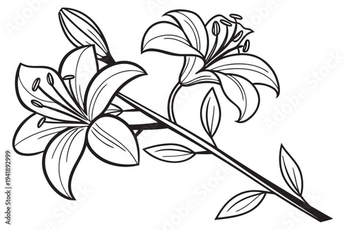 coloring page line art the witch hazel flower black vector