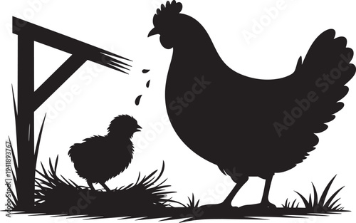 Chicken hen with chick in farm yard near coop feeding