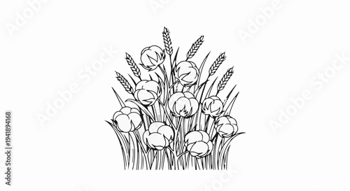 A black and white sketch of cotton plants and wheat stalks on white background