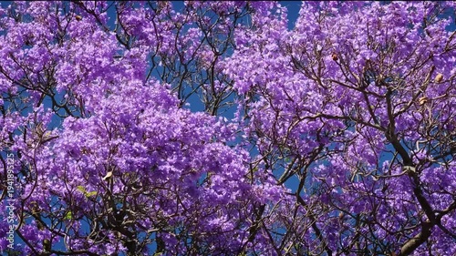 Jacaranda trees display vibrant purple flowers under a clear blue sky in Belem, Lisbon, Portugal. This moment captures nature's beauty in springtime.