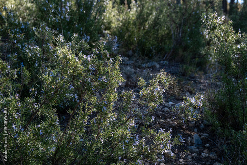 Salvia rosmarinus rosemary plant growing wild in mediterranean forest, aromatic herb in natural habitat