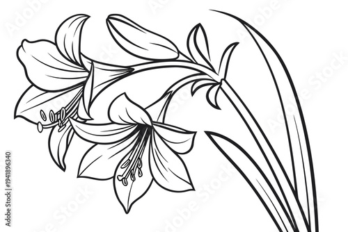 coloring page line art the amaryllis flower black vector