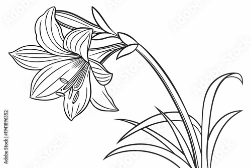 coloring page line art the amaryllis flower black vector