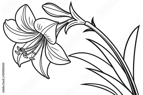coloring page line art the amaryllis flower black vector