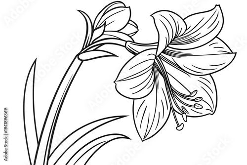 coloring page line art the amaryllis flower black vector
