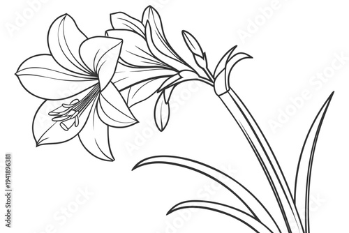 coloring page line art the amaryllis flower black vector