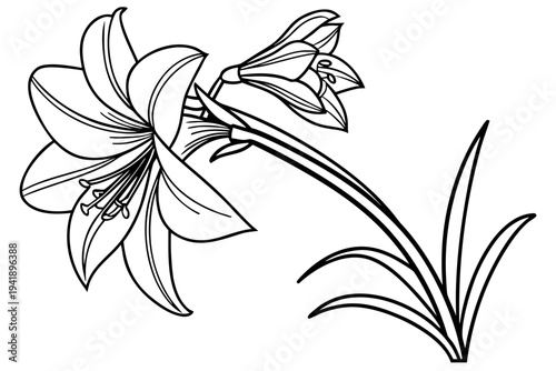 coloring page line art the amaryllis flower black vector