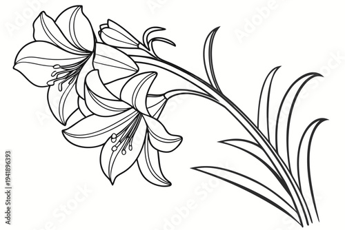 coloring page line art the amaryllis flower black vector