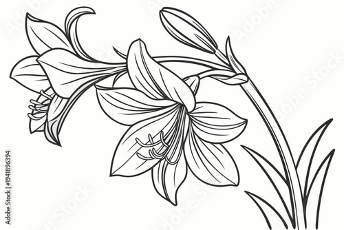 coloring page line art the amaryllis flower black vector